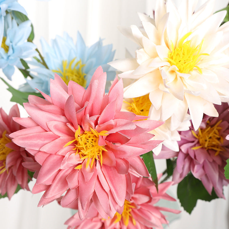 2025 Dahlias