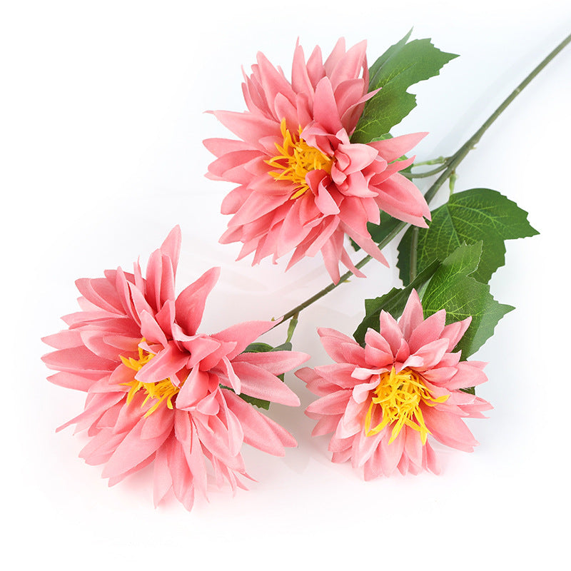 2025 Dahlias